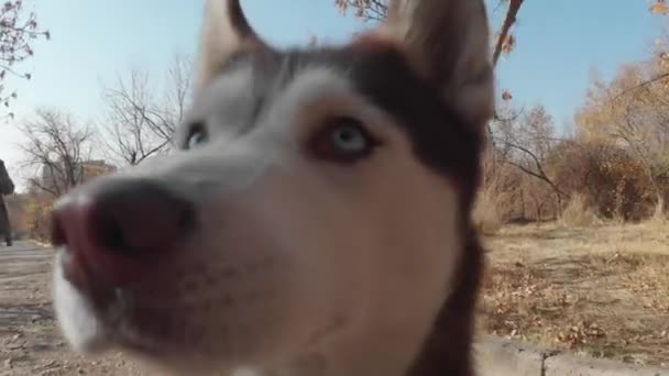 Belle Husky Gros Plan — Video