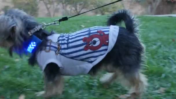 Gelukkig Hondje Spelen Met Een Volk — Stockvideo