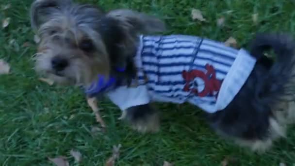 Gelukkig Hondje Spelen Met Een Volk — Stockvideo