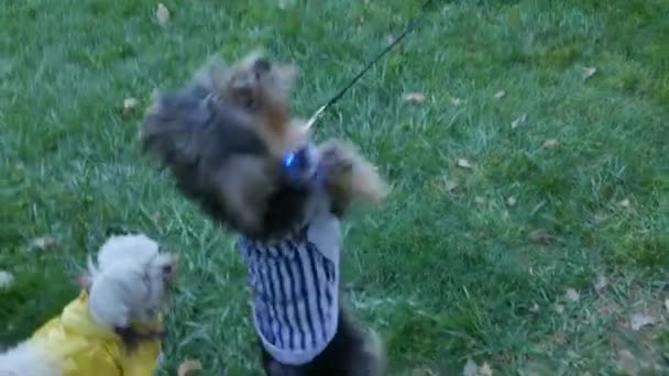 Feliz Perrito Jugando Con Pueblo — Vídeos de Stock