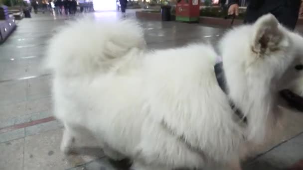 ヨーロッパの広場にある美しい犬は — ストック動画