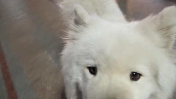 Piękny Pies Placu Europie — Wideo stockowe