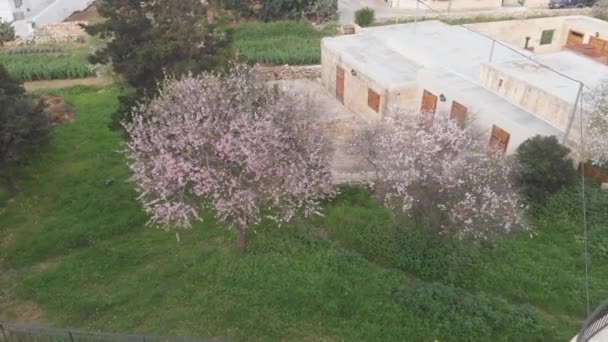 Mooie Bomen Tuin Malta Valletta — Stockvideo