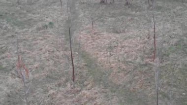 Parktaki yaşlı ağaçlar