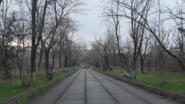 Parktaki yaşlı ağaçlar