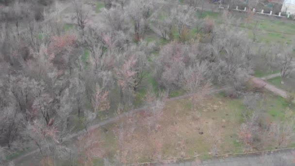 Vieux Arbres Dans Parc — Video