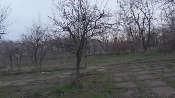 Vieux Arbres Dans Parc — Video