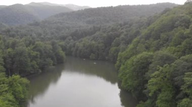 Güzel yeşil bir ormanda vahşi bir göl