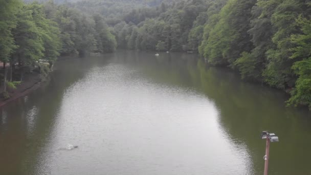 Дикое Озеро Красивом Зеленом Лесу — стоковое видео