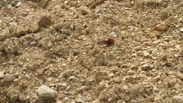 Жуки Пустелі — стокове відео