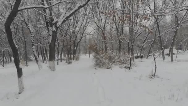 Studený Zasněžený Park Evropě — Stock video