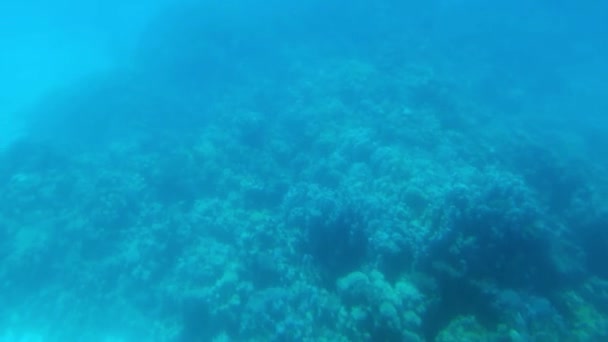 Підводні Рослини Червоного Моря — стокове відео