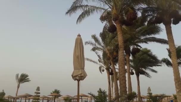 埃及胡尔加达 多风的天气 — 图库视频影像