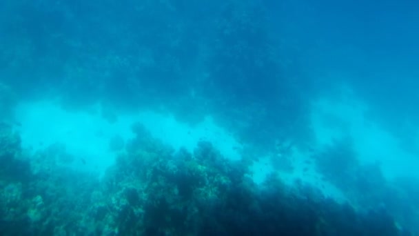 紅海の水中植物 — ストック動画