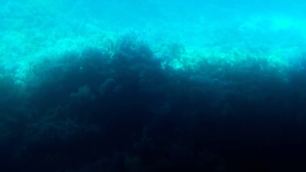 Bawah Air Tanaman Laut Merah — Stok Video