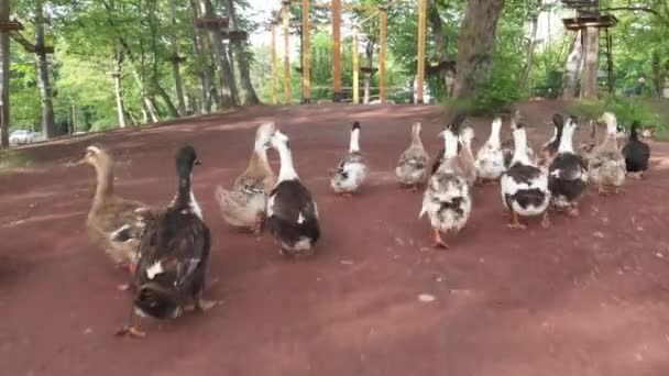 Wild Ducks Lake Fores — Stock Video