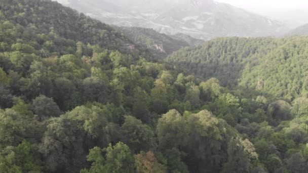 Hutan Pegunungan Ditembak Dari Atas — Stok Video