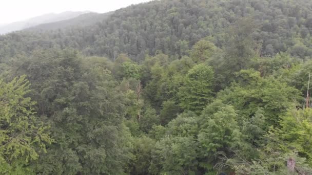 forêt sur une montagne, prise d'en haut