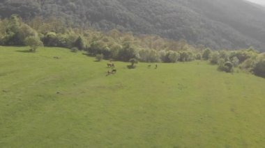 Yeşil vadide vahşi atlar