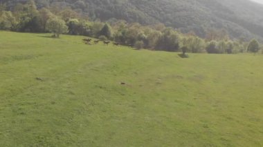 Yeşil vadide vahşi atlar