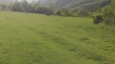 Yeşil vadide vahşi atlar