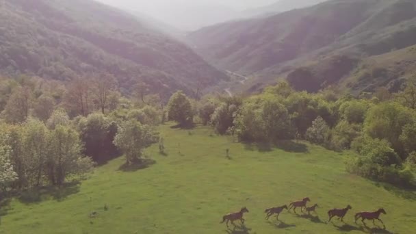 緑の谷に野生の馬 — ストック動画