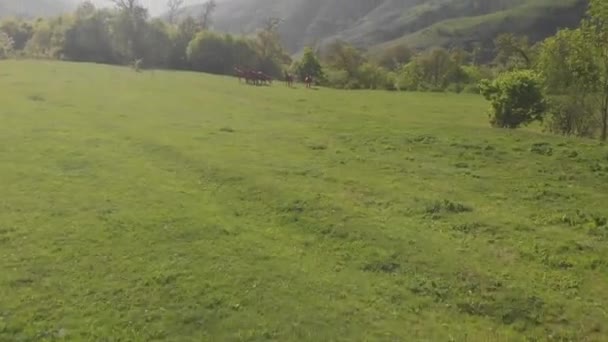 Άγρια Άλογα Μια Πράσινη Κοιλάδα — Αρχείο Βίντεο