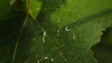 yeşil yapraklar, kapatın