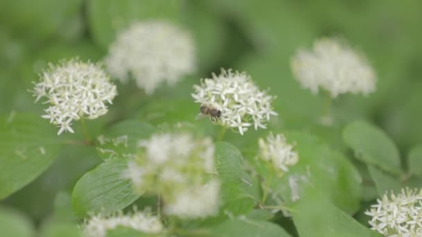 Пчела Цветке — стоковое видео