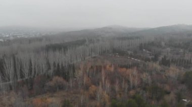 Kasvetli bir ormanda kar yağıyor.