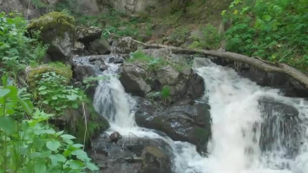 Rio Selvagem Uma Floresta Verde — Vídeo de Stock