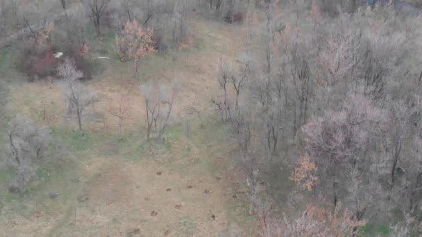 Schnee Einem Düsteren Wald — Stockvideo