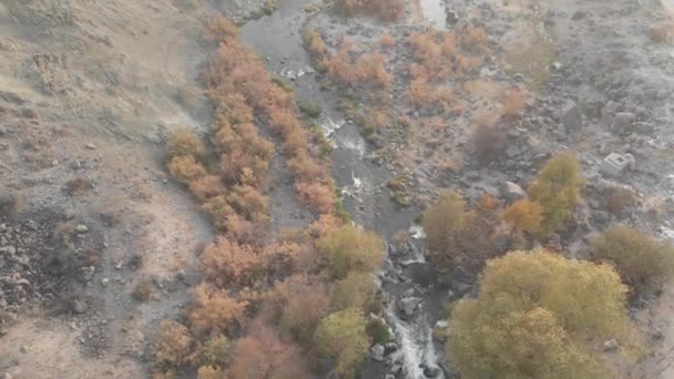 Красивая Дикая Река Горном Лесу — стоковое видео
