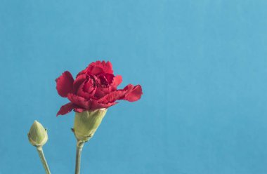 Mavi arka plan üzerinde kırmızı karanfil flowes 