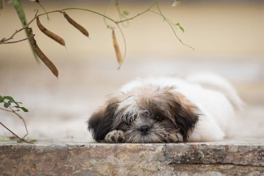 Cute Shih-tzu puppy lay down on ground clipart