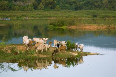 İnekler üzerine ada Mae Kham Barajı, Lampang, Thailand