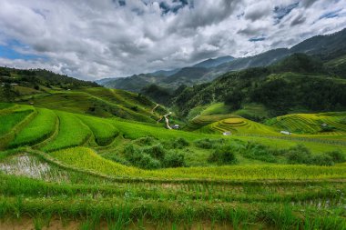 Pirinç tarlaları Kuzeybatı Vietnam doğal görünümünü