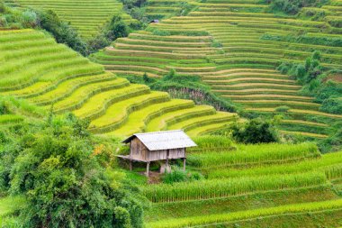 Pirinç tarlaları Kuzeybatı Vietnam doğal görünümünü