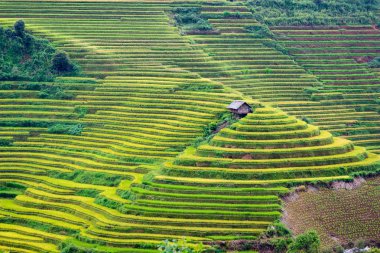 Pirinç tarlaları Kuzeybatı Vietnam doğal görünümünü