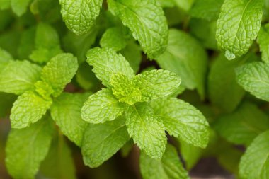 Büyüyen nane yaprakları, yakın çekim