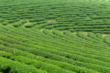 Yeşil çay çalılar görünümünü bir çiftlikte