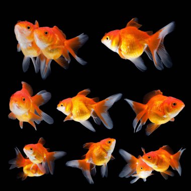 Siyah arka plan üzerine parlak küçük Japon balığı