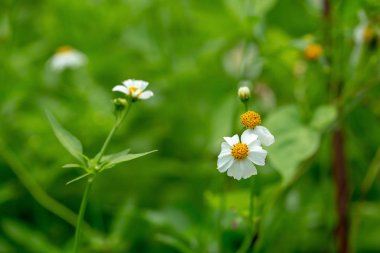 Çiçek açan white plains blackfoot Papatya yeşil alana görünümü Kapat