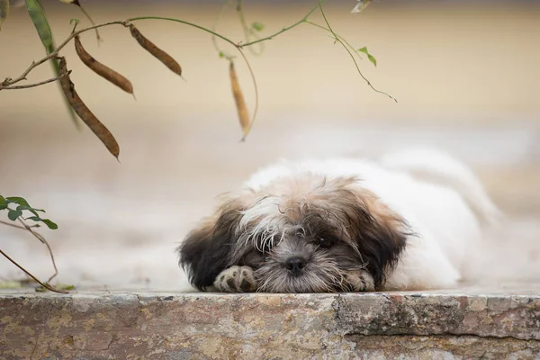 Lindo Cachorro Shih Tzu Tumbado Suelo — Foto de Stock