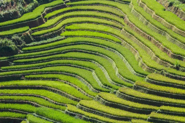 Scenic View Rice Fields Northwest Vietnam — Stock Photo, Image