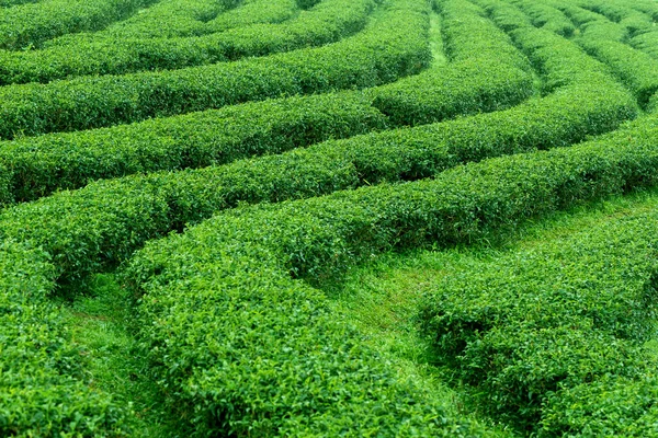 Yeşil çay çalılar görünümünü bir çiftlikte