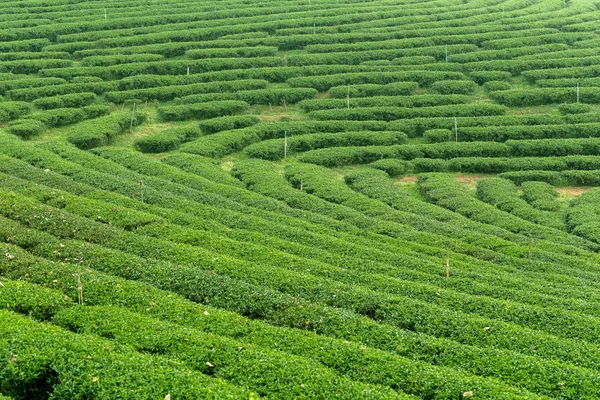 Yeşil çay çalılar görünümünü bir çiftlikte