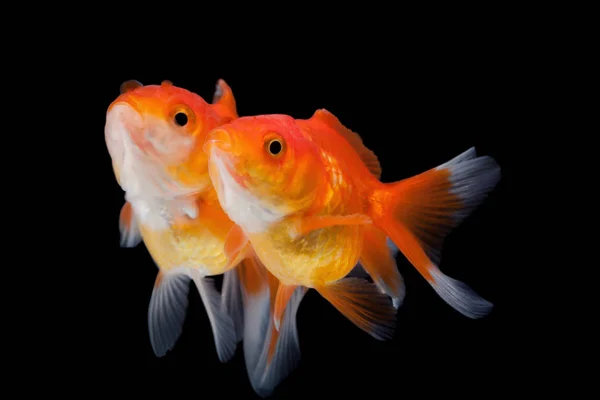 Heller Kleiner Goldfisch Auf Schwarzem Hintergrund — Stockfoto