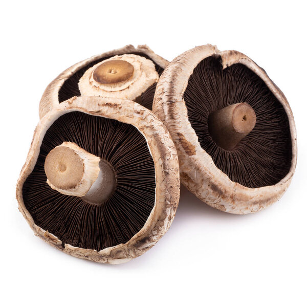 Portobello mushrooms isolated on white background