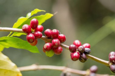 Ağaçta olgunlaşma Arabica kahve çilek görünümü Kapat